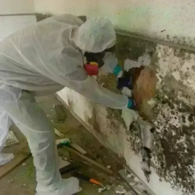 Mold Remediation and Removal in Attica, NY